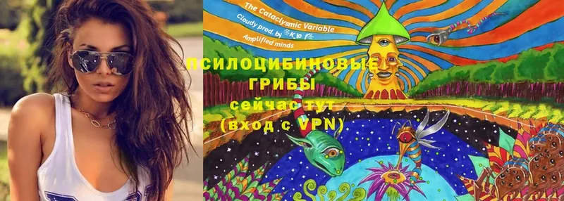 Галлюциногенные грибы Psilocybe  Ишимбай 